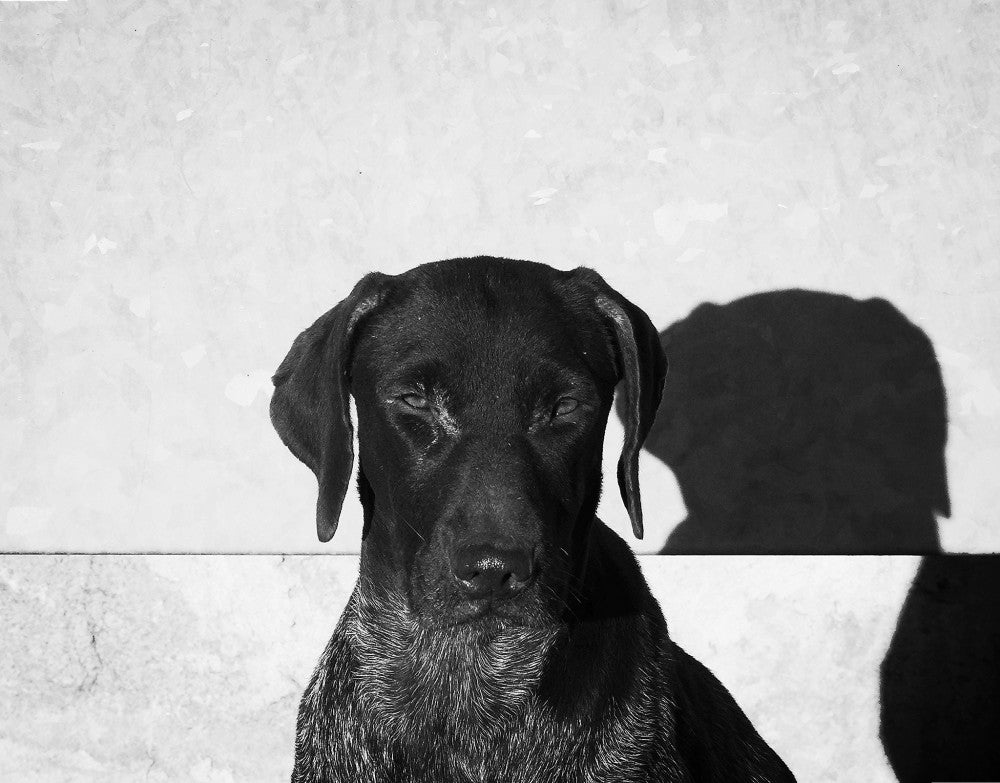 Are Black Dogs Unadoptable?