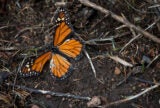Why Migrant Butterflies Are Dying | Zocalo Public Square • Arizona State University • Smithsonian