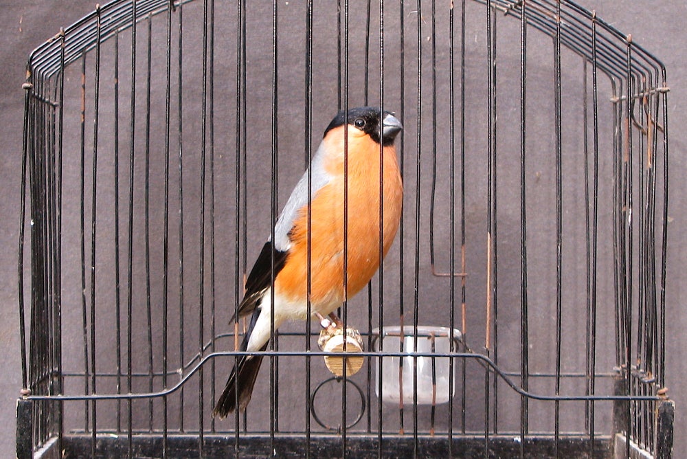 A male bullfinch with an orange chest and black head and wing tips in a cage.